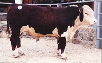 Býk z našeho chovu ohodnocen jako nejlepší Hereford