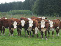 Hereford